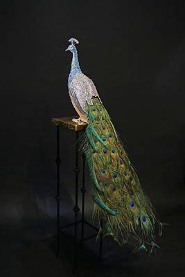 Peacock - Clarita Brinkerhoff Wyland Gallery Sarasota & Key West