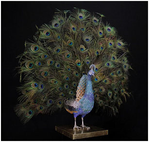 Peacock Open Feathers by Clarita Brinkerhoff at Wyland Galleries of the Florida Keys
